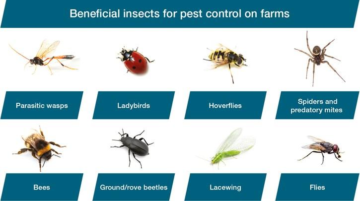 A chart titled Beneficial insects for pest control on farms highlights eight helpful species essential in organic farming work: parasitic wasps, ladybirds, hoverflies, spiders/predatory mites, bees, ground/rove beetles, lacewing, and flies.