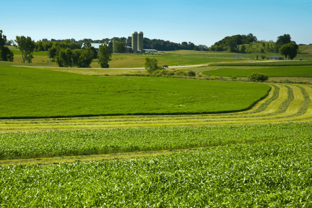 A rural landscape with green fields and a farm. A cornfield fills the foreground, showcasing organic farming, with mown hay in swirling patterns beyond.
