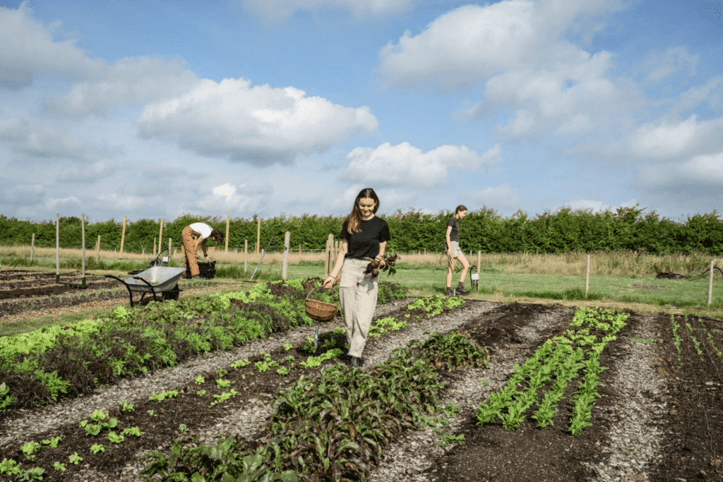 Three people work in a vegetable garden on a sunny day, practicing organic farming. One woman walks forward holding a basket of fresh greens, while two others tend to plants and use a wheelbarrow near rows of crops growing in soil beds.